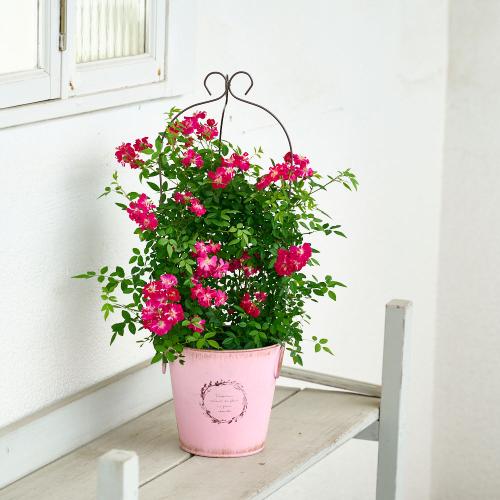 �y��̓��M�t�g�z��o�� �u�o���[���^�g�����X�v�s���N�n