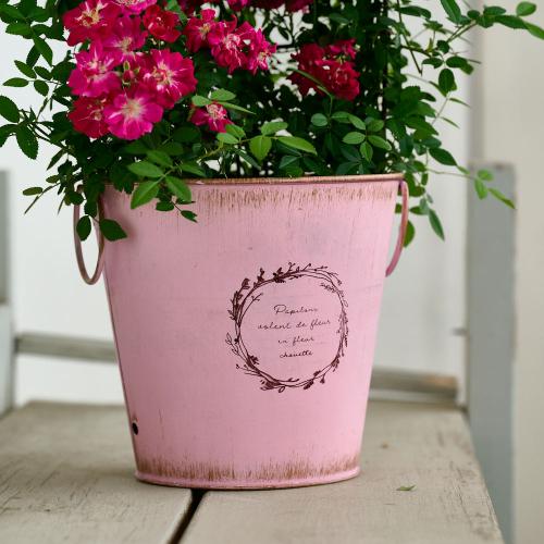 �y��̓��M�t�g�z��o�� �u�o���[���^�g�����X�v�s���N�n3