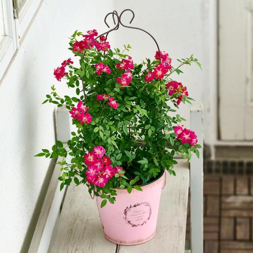 �y��̓��M�t�g�z��o�� �u�o���[���^�g�����X�v�s���N�n4