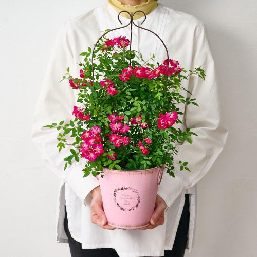 �y��̓��M�t�g�z��o�� �u�o���[���^�g�����X�v�s���N�n5