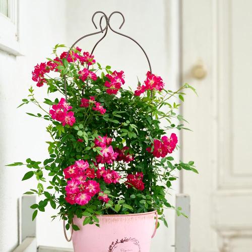 �yGW���͂��z��o���u�o���[���^�g�����X�v�s���N�n�y��̓��M�t�g�z2