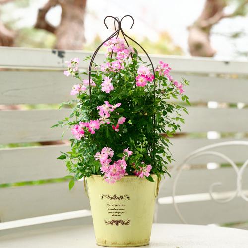 �y��̓��M�t�g�z��o�� �u�o���[���^�g�����X�v�C�G���[�n