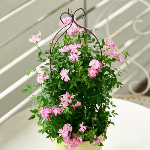 �y��̓��M�t�g�z��o�� �u�o���[���^�g�����X�v�C�G���[�n3