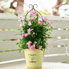 �y��̓��M�t�g�z��o�� �u�o���[���^�g�����X�v�C�G���[�n