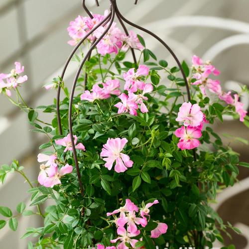 �yGW���͂��z��o���u�o���[���^�g�����X�v�C�G���[�n�y��̓��M�t�g�z2