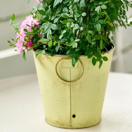 �yGW���͂��z��o���u�o���[���^�g�����X�v�C�G���[�n�y��̓��M�t�g�z5