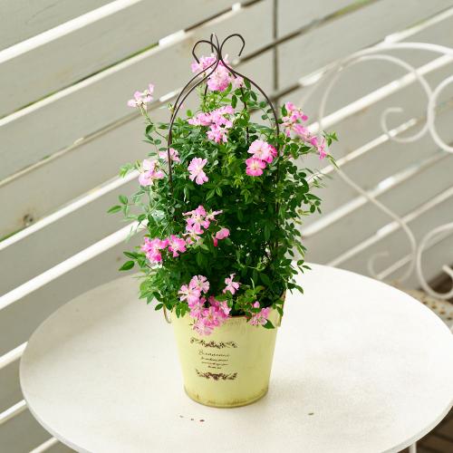 �yGW���͂��z��o���u�o���[���^�g�����X�v�C�G���[�n�y��̓��M�t�g�z6