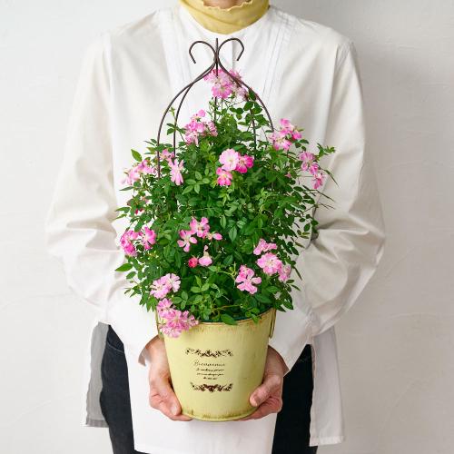 �yGW���͂��z��o���u�o���[���^�g�����X�v�C�G���[�n�y��̓��M�t�g�z7