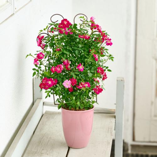 �y��̓��M�t�g�z��o�� �u�g�����X�A�C�A���t�F���X�v