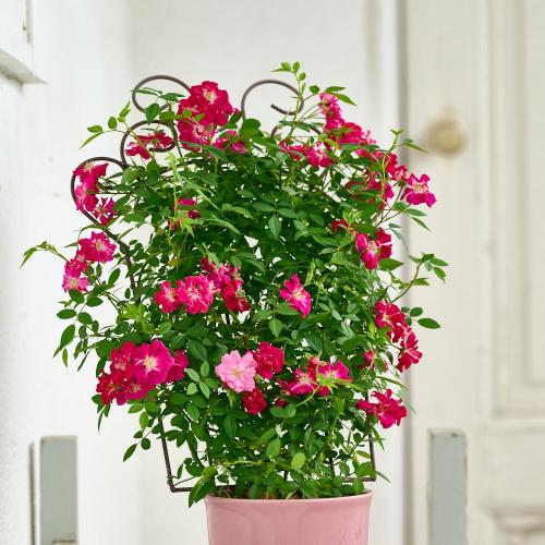 �yGW���͂��z��o�� �u�g�����X�A�C�A���t�F���X�v�z�y��̓��M�t�g�z2