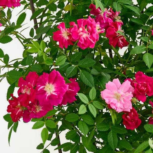 �yGW���͂��z��o�� �u�g�����X�A�C�A���t�F���X�v�z�y��̓��M�t�g�z3