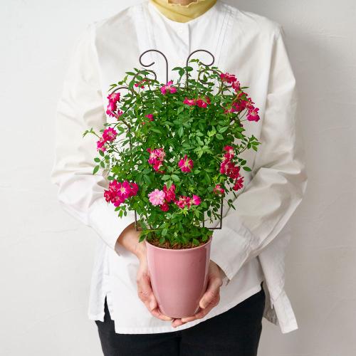 �yGW���͂��z��o�� �u�g�����X�A�C�A���t�F���X�v�z�y��̓��M�t�g�z4