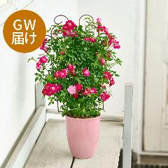 �yGW���͂��z��o�� �u�g�����X�A�C�A���t�F���X�v�z�y��̓��M�t�g�z