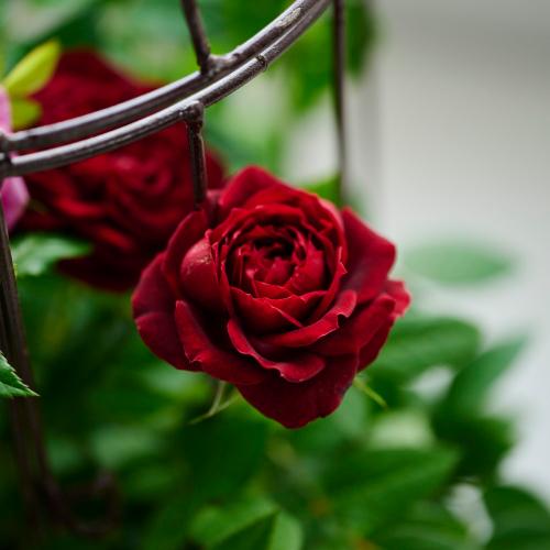 �y��̓��M�t�g�z�~�j�o���u���[�Y�o�[�h�Q�[�W�v3