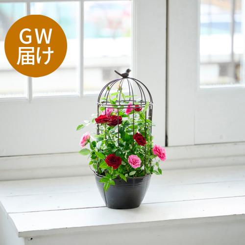 �yGW���͂��z�~�j�o���u���[�Y�o�[�h�Q�[�W�v�y��̓��M�t�g�z