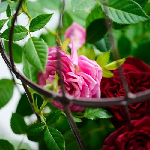 �yGW���͂��z�~�j�o���u���[�Y�o�[�h�Q�[�W�v�y��̓��M�t�g�z4