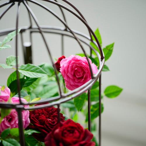 �yGW���͂��z�~�j�o���u���[�Y�o�[�h�Q�[�W�v�y��̓��M�t�g�z5