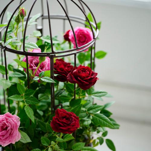 �yGW���͂��z�~�j�o���u���[�Y�o�[�h�Q�[�W�v�y��̓��M�t�g�z6