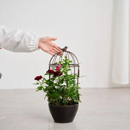 �yGW���͂��z�~�j�o���u���[�Y�o�[�h�Q�[�W�v�y��̓��M�t�g�z7