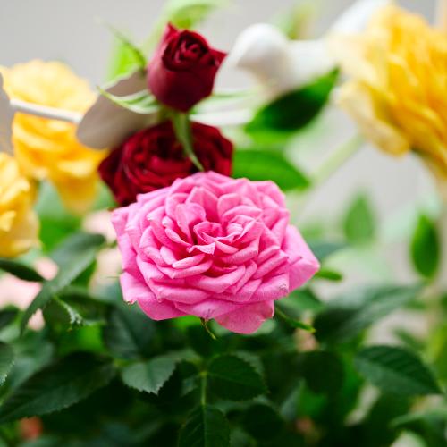 �yGW���͂��z�~�j�o���u�����h���E�F���J���|�[�`�v���F�I�����W�n�y��̓��M�t�g�z3