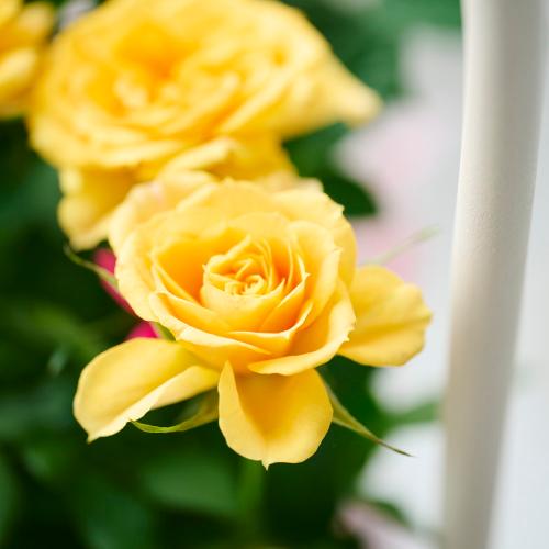 �yGW���͂��z�~�j�o���u�����h���E�F���J���|�[�`�v���F�I�����W�n�y��̓��M�t�g�z4