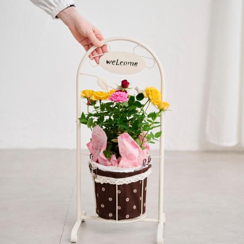 �yGW���͂��z�~�j�o���u�����h���E�F���J���|�[�`�v���F�I�����W�n�y��̓��M�t�g�z7