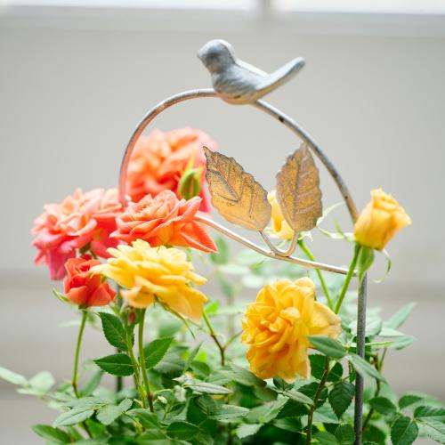 �y��̓��M�t�g�z�~�j�o���u�������^�ԃo�[�h�o�X�P�b�g���[�Y�v���F�I�����W�n2