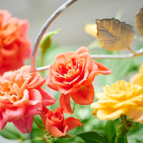 �y��̓��M�t�g�z�~�j�o���u�������^�ԃo�[�h�o�X�P�b�g���[�Y�v���F�I�����W�n4