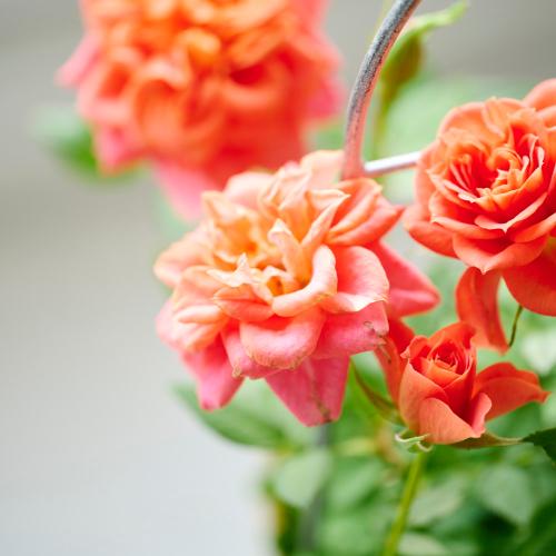 �y��̓��M�t�g�z�~�j�o���u�������^�ԃo�[�h�o�X�P�b�g���[�Y�v���F�I�����W�n5