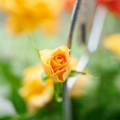 �y��̓��M�t�g�z�~�j�o���u�������^�ԃo�[�h�o�X�P�b�g���[�Y�v���F�I�����W�n6