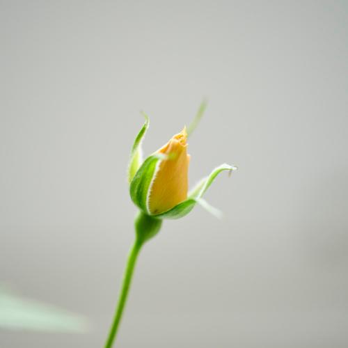 �y��̓��M�t�g�z�~�j�o���u�������^�ԃo�[�h�o�X�P�b�g���[�Y�v���F�I�����W�n7