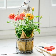 �y��̓��M�t�g�z�~�j�o���u�������^�ԃo�[�h�o�X�P�b�g���[�Y�v���F�I�����W�n