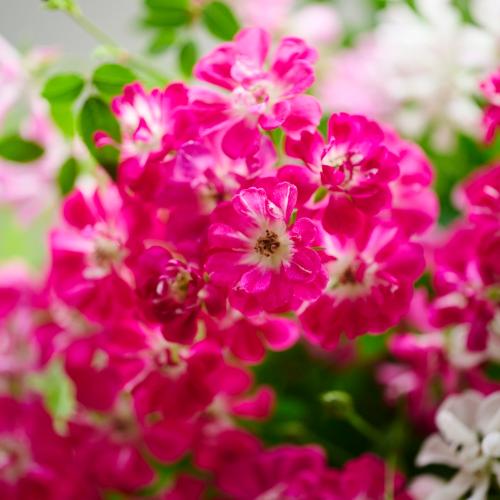 �y��̓��M�t�g�z�~�j�o���u�E�F���J�����[�Y���[�X�v3