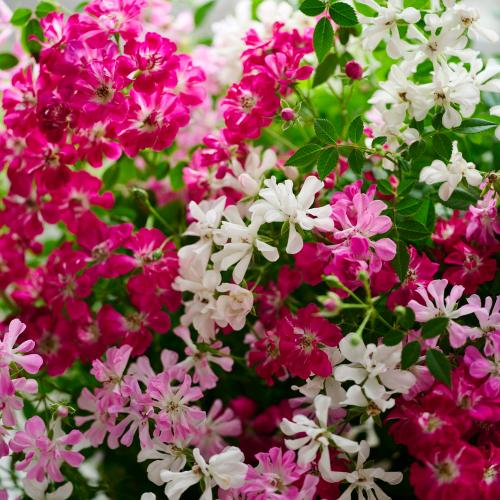 �yGW���͂��z�~�j�o���u�E�F���J�����[�Y���[�X�v�y��̓��M�t�g�z4