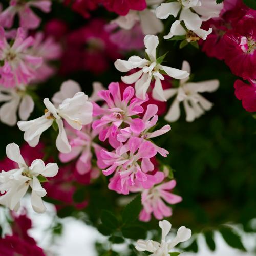 �yGW���͂��z�~�j�o���u�E�F���J�����[�Y���[�X�v�y��̓��M�t�g�z5