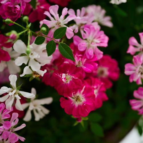 �yGW���͂��z�~�j�o���u�E�F���J�����[�Y���[�X�v�y��̓��M�t�g�z6