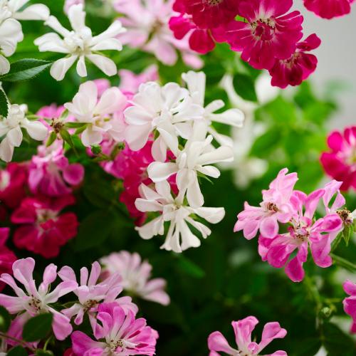 �yGW���͂��z�~�j�o���u�E�F���J�����[�Y���[�X�v�y��̓��M�t�g�z7