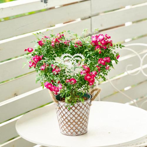 �y��̓��M�t�g�z��o���̃u���L���A���u �n�[�g�����O�v