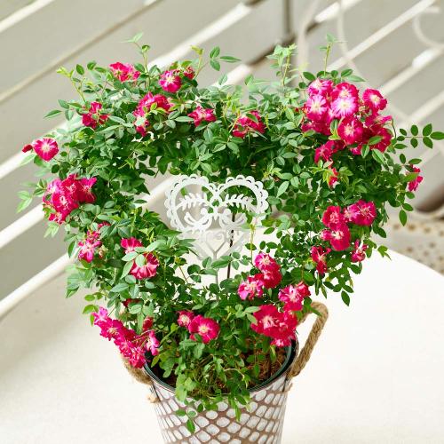 �y��̓��M�t�g�z��o���̃u���L���A���u �n�[�g�����O�v2