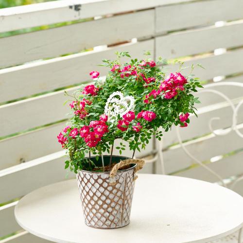 �y��̓��M�t�g�z��o���̃u���L���A���u �n�[�g�����O�v5