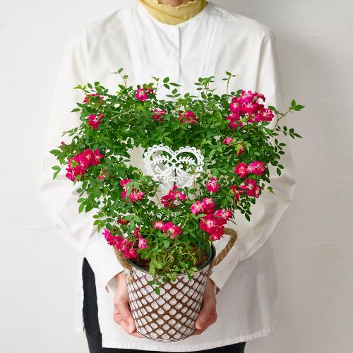 �y��̓��M�t�g�z��o���̃u���L���A���u �n�[�g�����O�v6