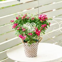 �y��̓��M�t�g�z��o���̃u���L���A���u �n�[�g�����O�v