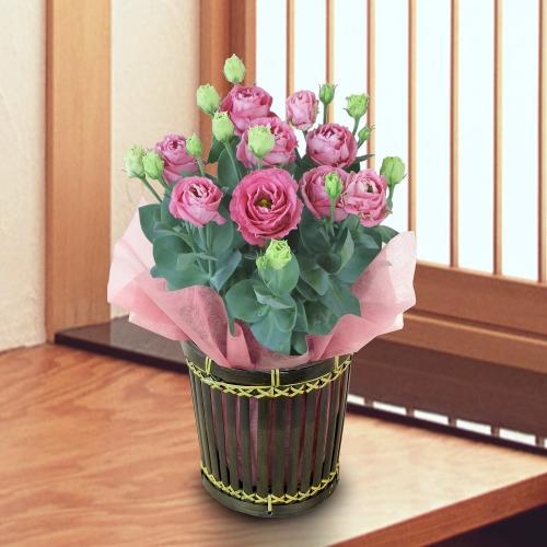 �g���R�L�L���E�u�}�L�A�[�W���v�y2026�I�[�^���M�t�g�z