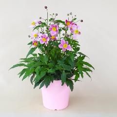 �H���e�u��������u�[�P�v�y2026�I�[�^���M�t�g�z
