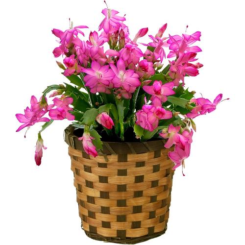 �f���}�[�N�J�N�^�X�y2026�I�[�^���M�t�g�z
