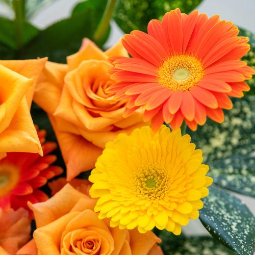 オレンジガーベラとバラのアレンジメント フラワーギフトはプロのお花屋さんにおまかせ フジテレビフラワーネット