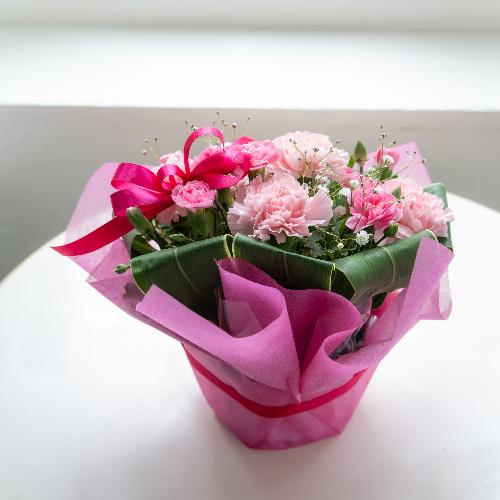 �y��̓��M�t�g�z�T���N�X�}�}2026�u���肪�Ƃ��̋C�����v�y�[���s���N�n3