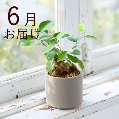 �y�t����n�߂邨�Ԃ̒���ցz�������ȃC���e���A�O���[���R�[�X�i2026�N4���`2026�N9���j3