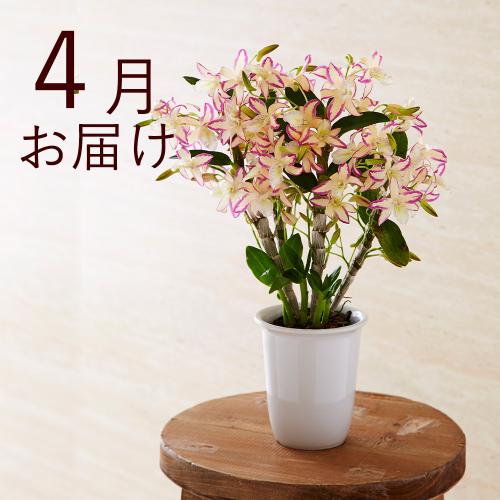 �y�t����n�߂邨�Ԃ̒���ցz�؂₩�e�[�u���I�[�L�b�h�R�[�X�i2026�N4���`2026�N9���j