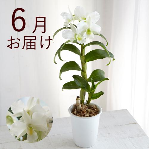 �y�t����n�߂邨�Ԃ̒���ցz�؂₩�e�[�u���I�[�L�b�h�R�[�X�i2026�N4���`2026�N9���j3